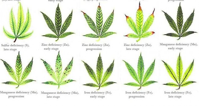 Plant Deficiencies Chart