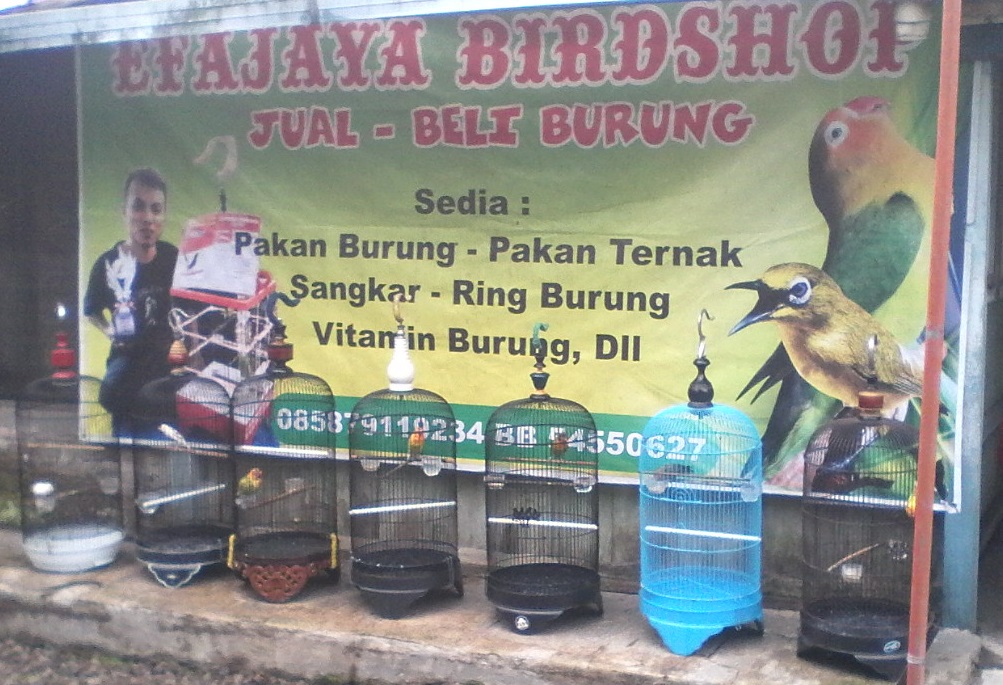 jual beli burung sragen Home
