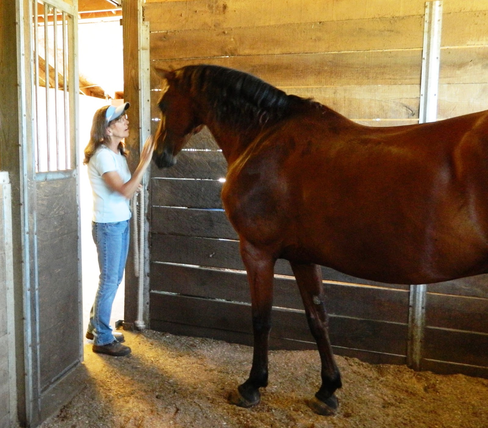 ALPHA Equestrian HANDLING HORSES ON STALLREST Tips for Keeping it Calm