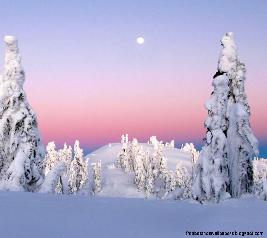 Snow Trees   Flikie Wallpapers