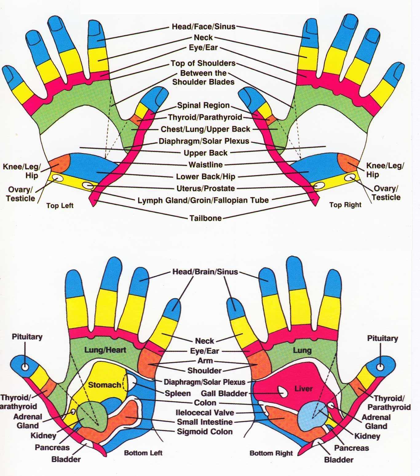 Right Hand Reflexology Chart