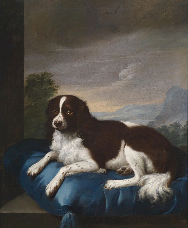 english springer spaniel apartment