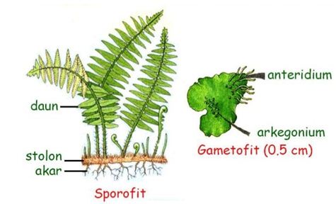 Pembahasan Soal Un Biologi Sma Paket 1 Soal No 4 Tahun Pelajaran 2016 2017 Blog Pak Pandani