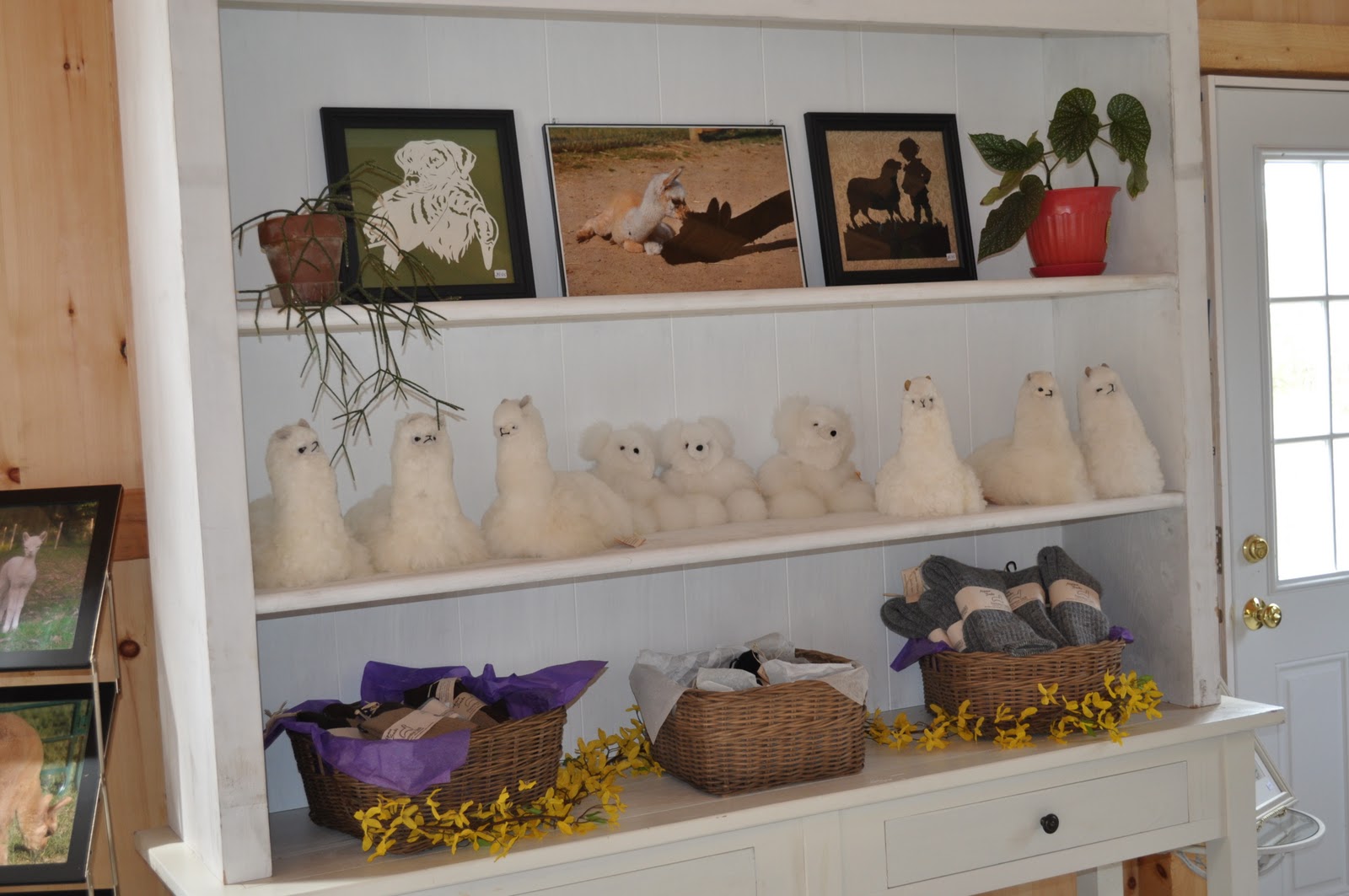 Lavender Hill Farm Alpacas National Alpaca Farm Days September 2425, 2011