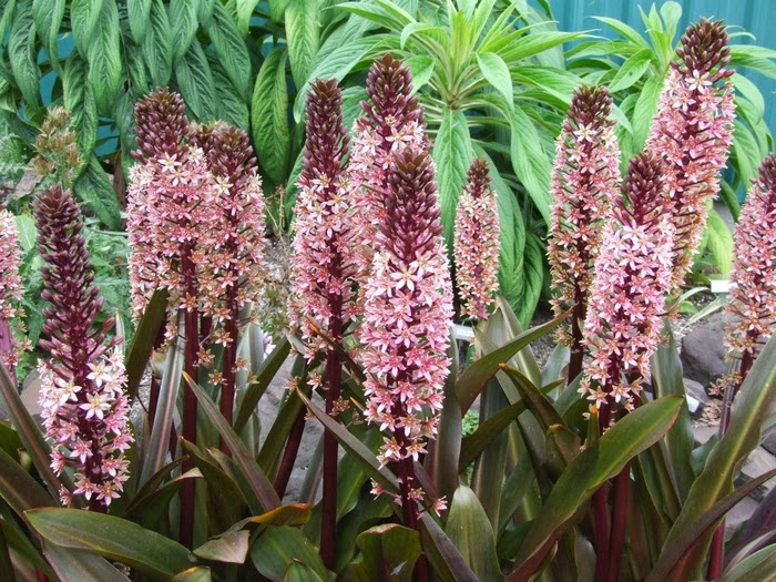 Purple leaved Eucomis with pink blooms