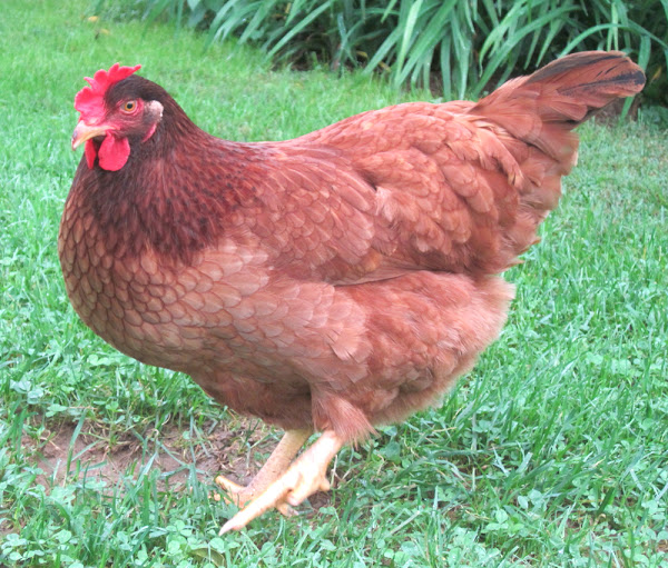 multivitamins for chickens, vitamins for hens, vitamin supplements for laying hens