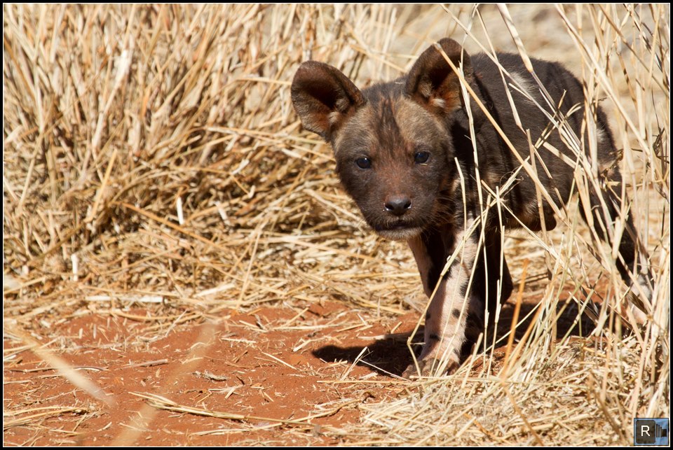Eco Lodge South Africa Mosetlha Bush Camp Madikwe Wild Dogs