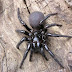 Araña de embudo australiana, la mas peligrosa del mundo