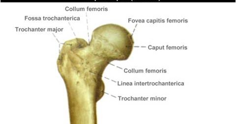 трохантер майер. трохантер майер. Capitis femoris. Trochanter анатомия. Trochanter minor.