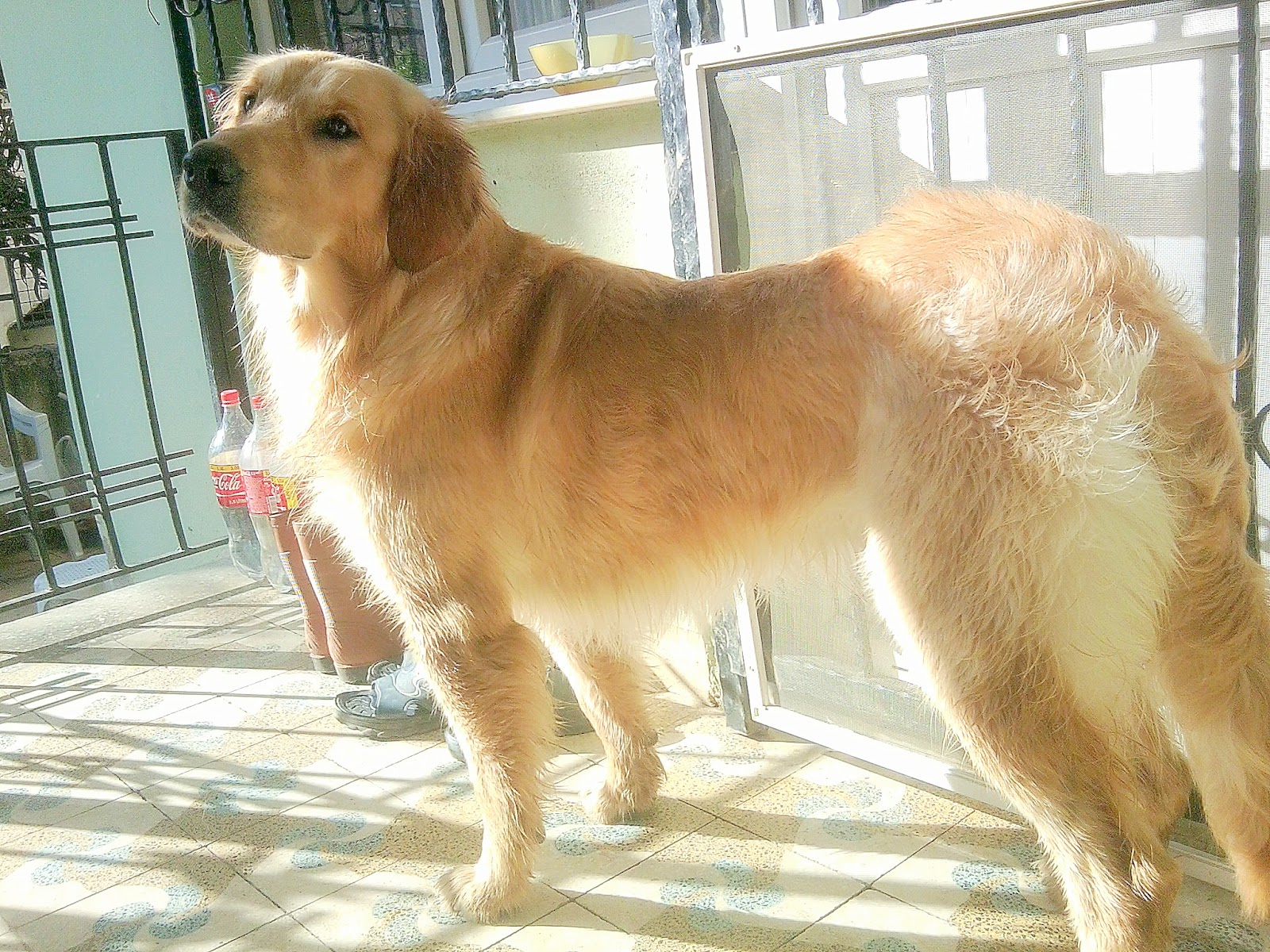 köpeğin sarı köpük kusması