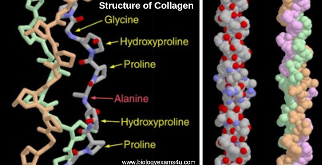 Structure of Collagen
