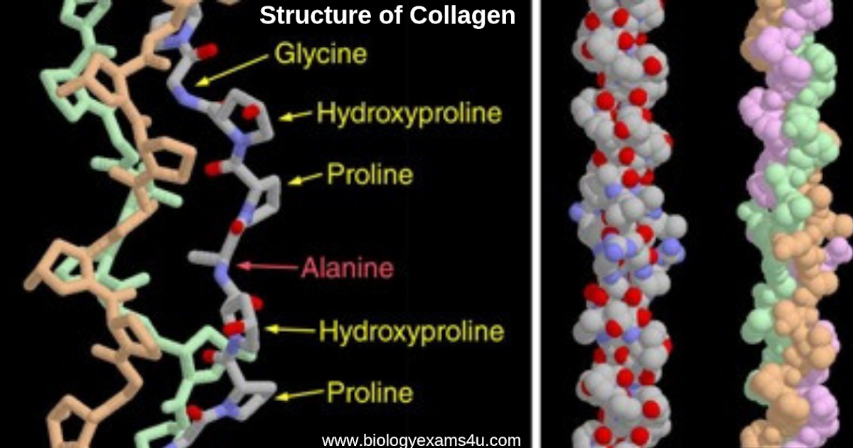 Structure of Collagen Biology Exams 4 U