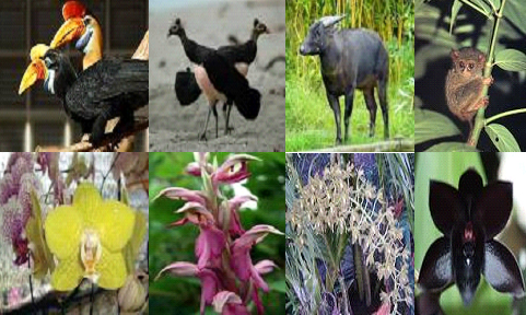  Flora  dan  Fauna  di  Indonesia  Kumpulan Materi Sekolah dan  