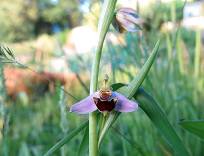 Flores de Ophrys apifera
