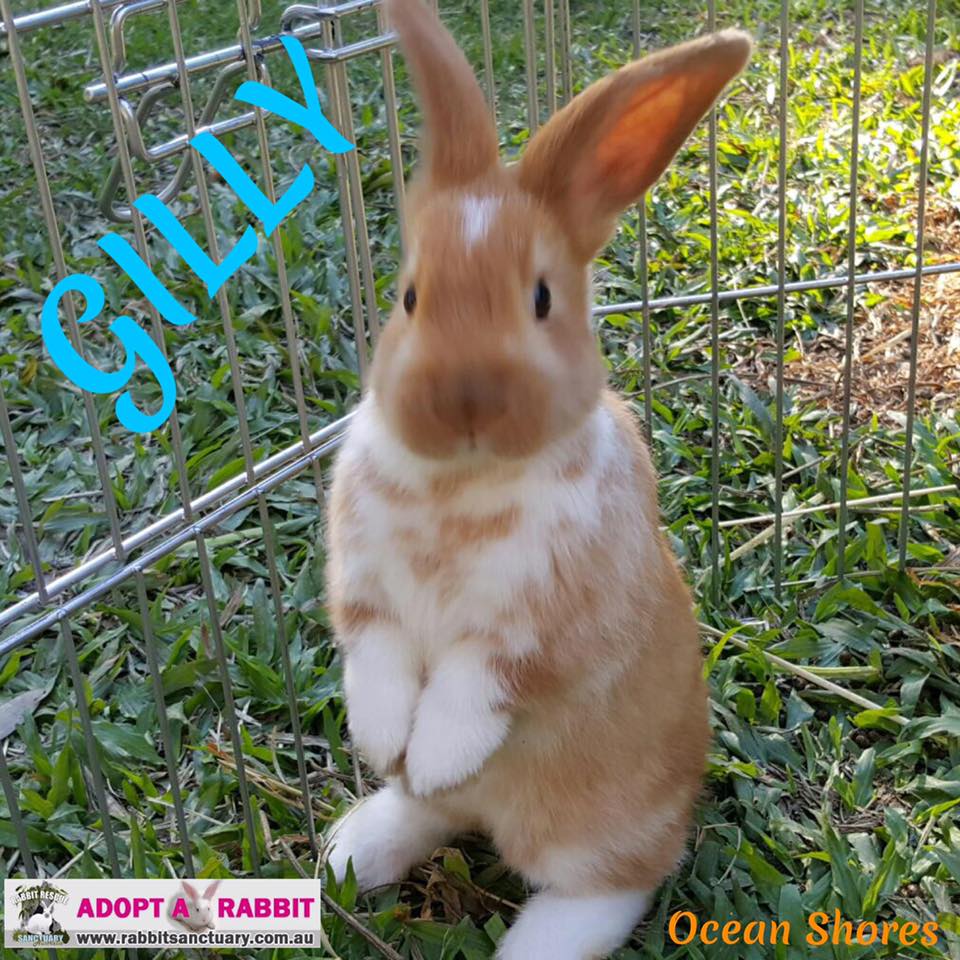 Rabbit Rescue Sanctuary ADOPT GILLY
