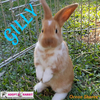 Photo of Gilly a baby boy rabbit for adoption
