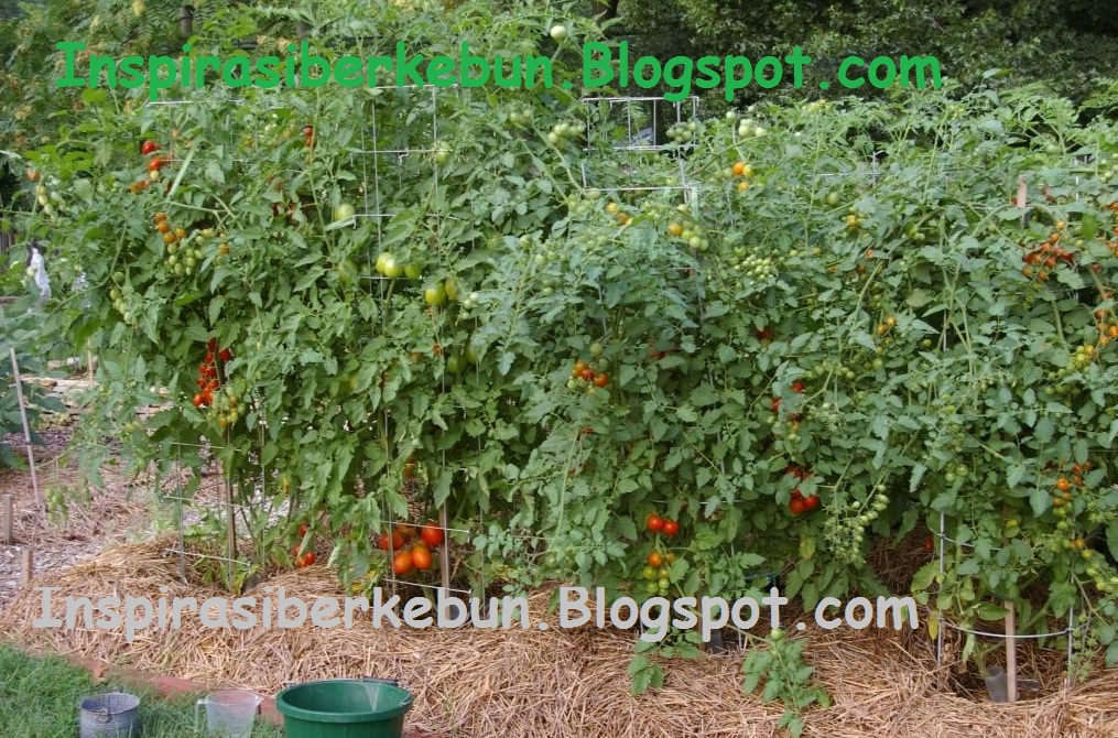 Optimal Growing Conditions for Tomato plants Inspirasi Berkebun