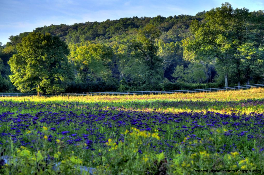 Late Summer Wildflowers by sixwings on DeviantArt