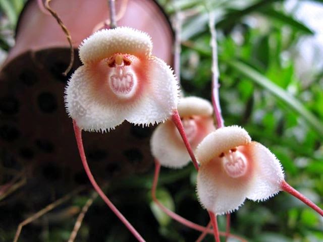 50pcs Monkey Face Orchid Flower Seeds Plant Seed Bonsai Home Garden Decor 