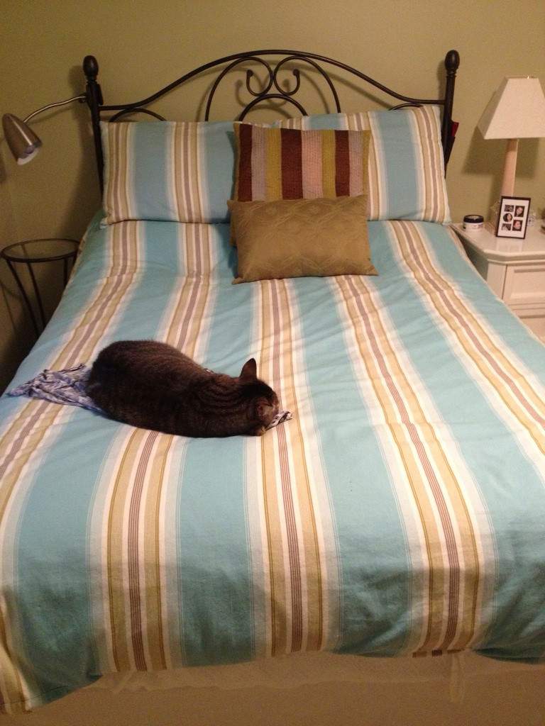 funny cats part 210 40 pics 10 gifs amazing creatures funny cats part 210 40 pics 10 gifs amazing creatures