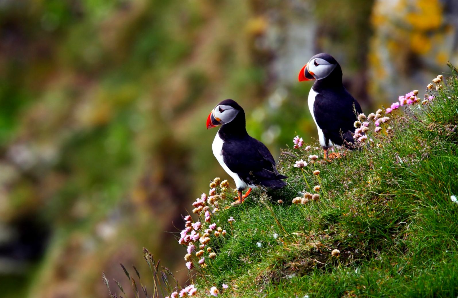 Animal Wallpapers Hd Animal Images Best Friends Natural Life