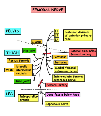 موقع الدكتور أحمد كلحى: صور تشريح - Anatomy : Nerves of the Lower Limb