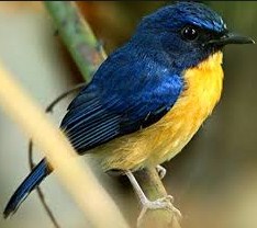 Tips Mengetahui Burung Tledekan Bambu Yang Akurat Dari Segi Fisik