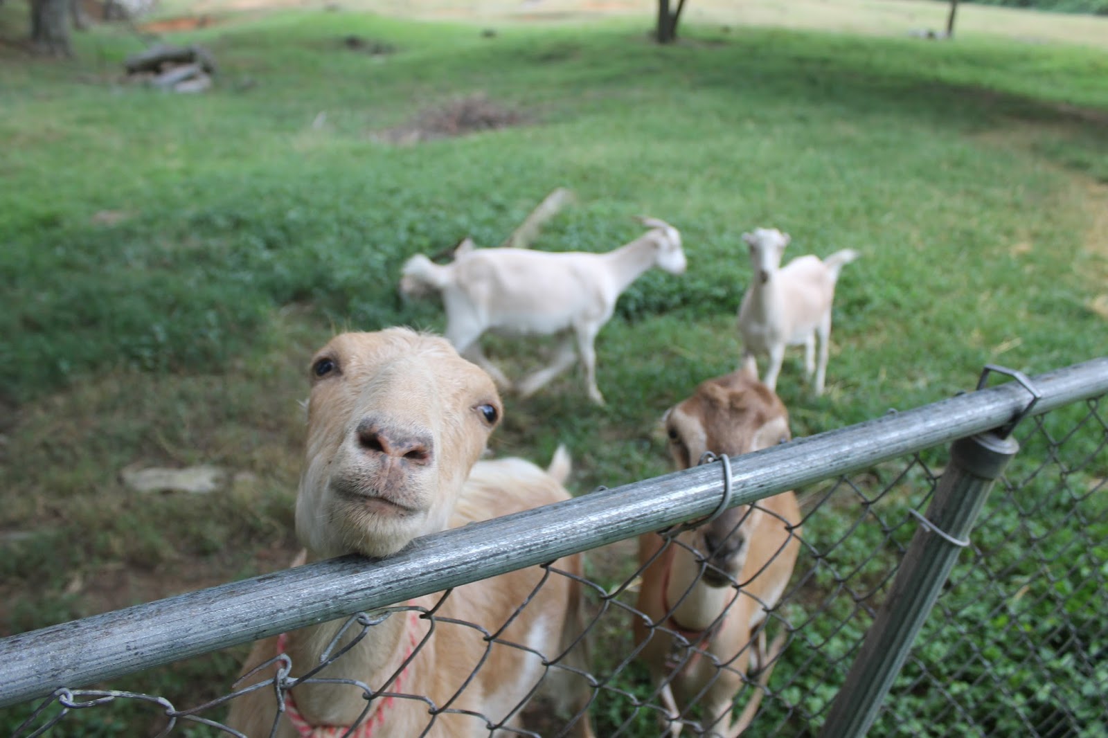 Outback Farm Goats are mean.
