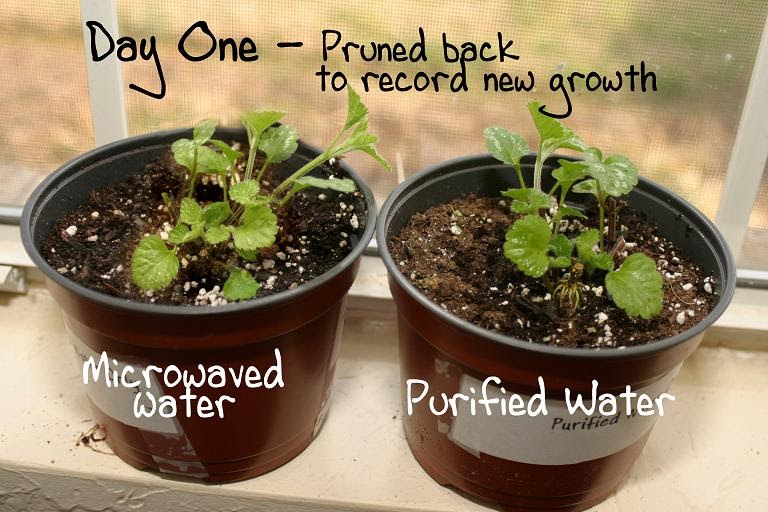 Guide to Malaysia: Experiment: Microwaved water versus boiled water for