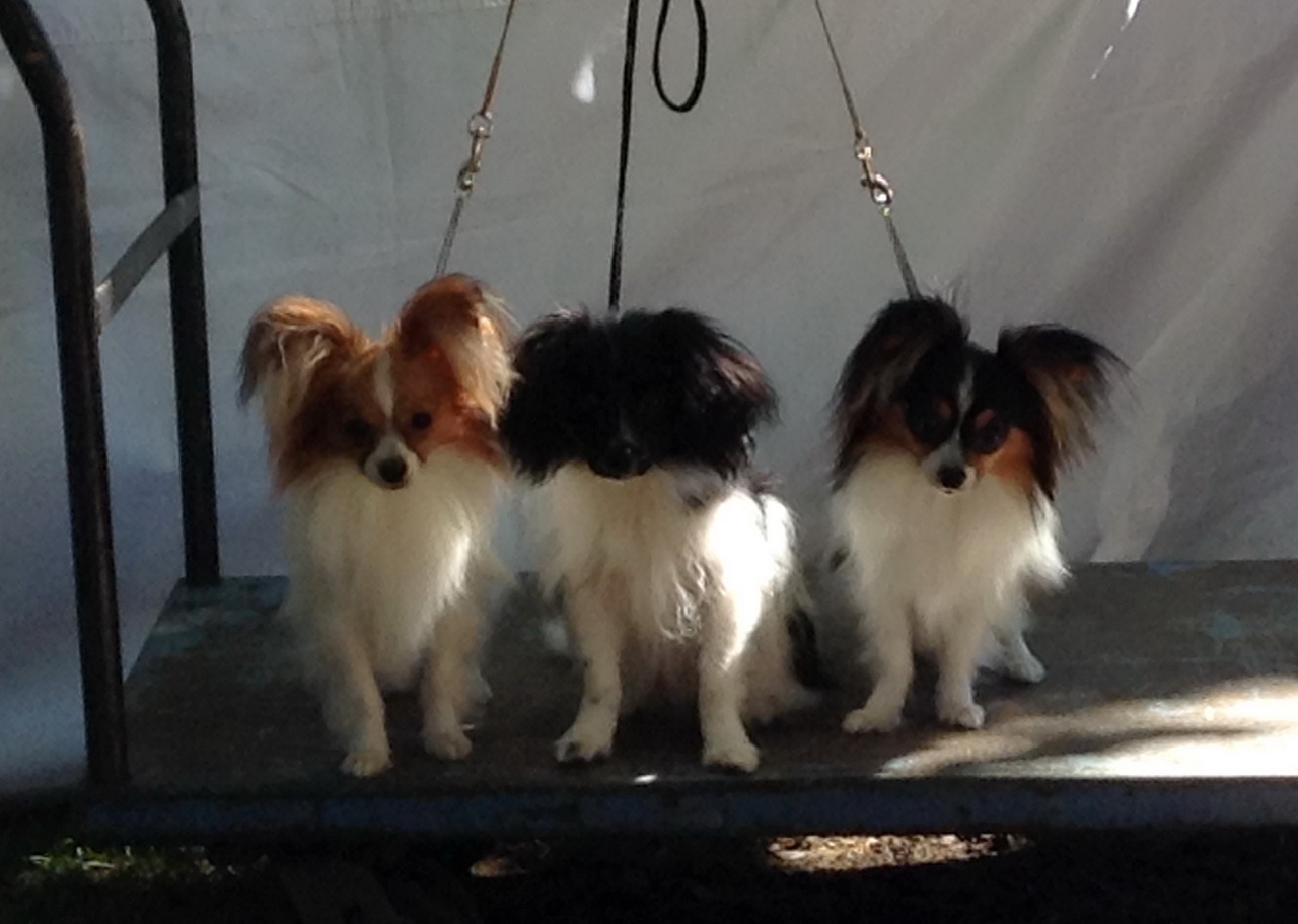 Road's End Papillons Brownsville, OR, Eugene Kennel Club
