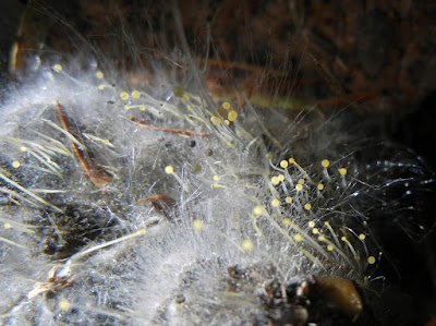 Phycomyces hairy fungus growing on raccoon dropping