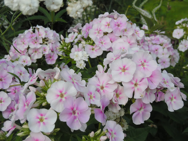 phlox paniculata Unique Bicolor