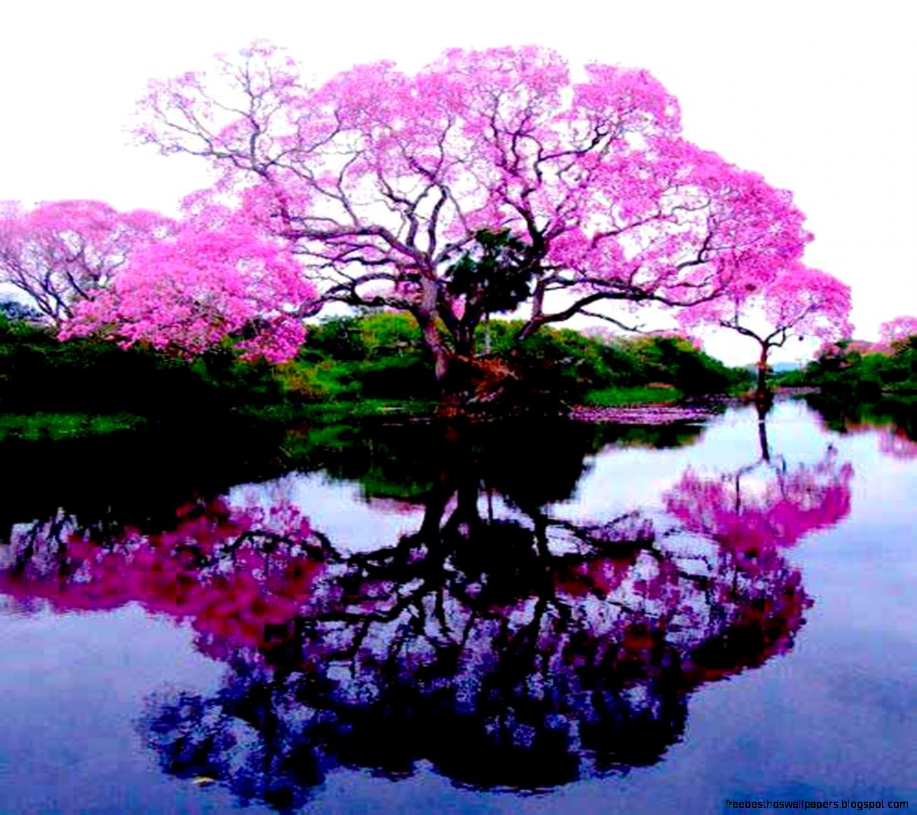 Download Nice Wallpaper wallpapers to your cell phone ...