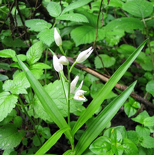 Buławnik mieczolistny (Cephalanthera longifolia).