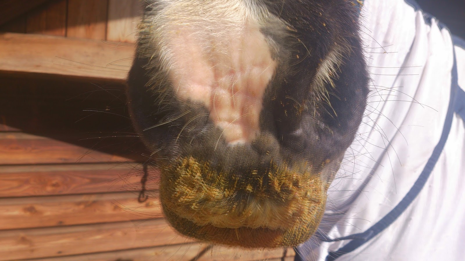 Cushings Suffering Horse An Owners Diary What on earth do you feed a