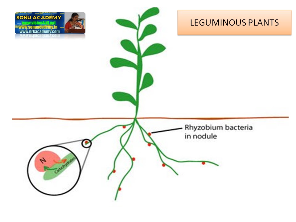 what are symbiotic plants give two examples