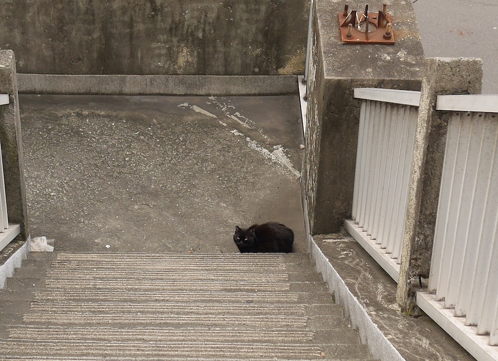 Leaping Cat Bridge A Black Feline Braves the Heights in Taiwan