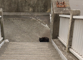black cat on a stairway landing