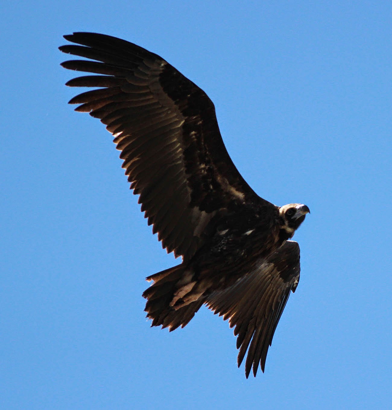 Birdwatching Algarve: Big birds of prey