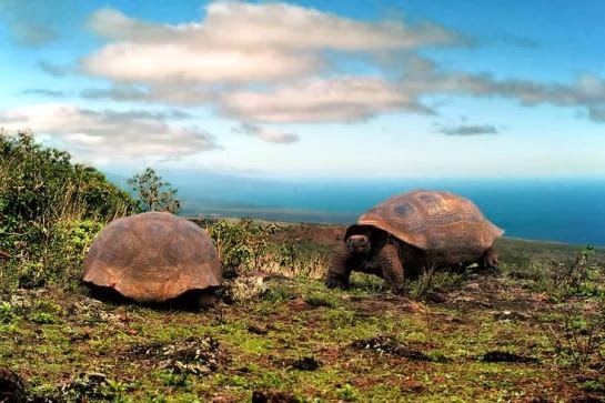 Tortugas de las Islas galápagos