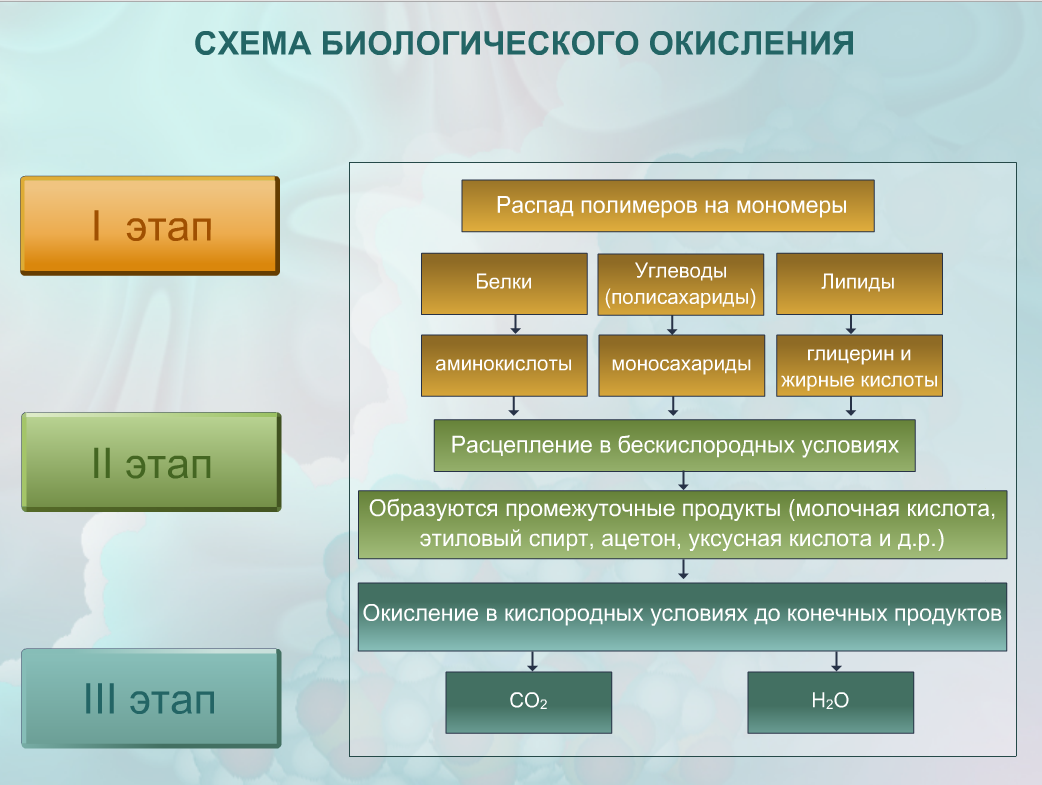 Этапы органического окисления. Схема процесса биологического окисления. Биологическое окисление органических соединений схема. Этапы биологического окисления схема.