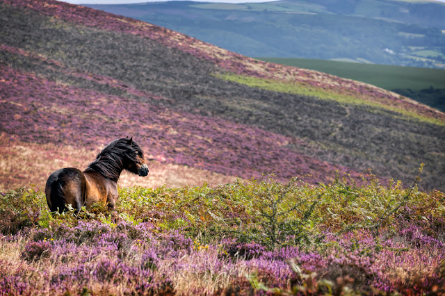 Handsome Exmoor pony surveys the landscape in Exmoor National Park