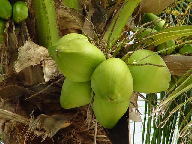 5 Buah ini Mampu Meredakan Demam Tinggi Pada Badan 5 Buah ini Mampu Meredakan Demam Tinggi Pada Badan