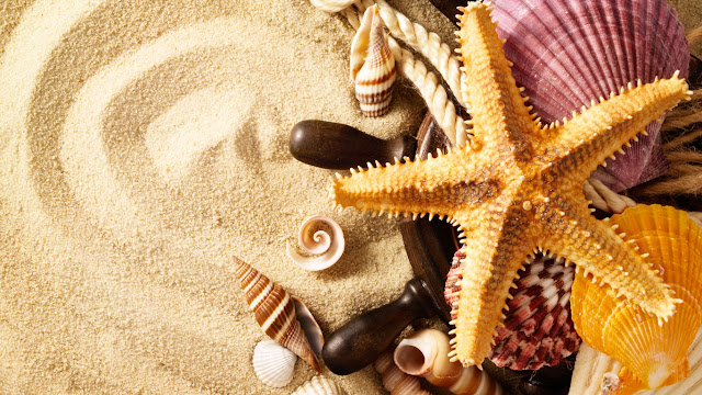 Seashells Wallpaper Seashells Wallpaper