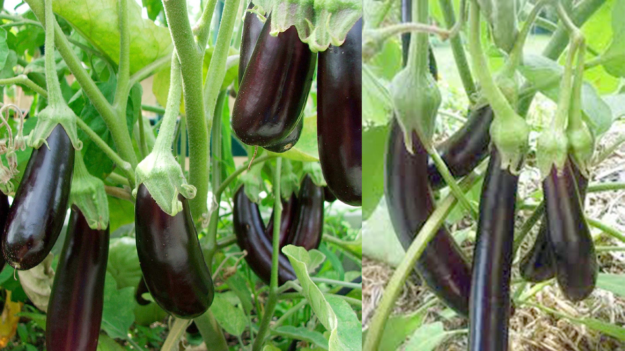 Ro beab dam Eggplants oy ban laor / How To Grow Eggplants Learn how
