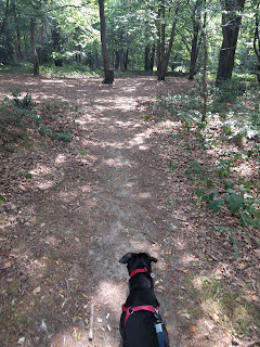 heavily trodden natural path turning into man-made path ahead