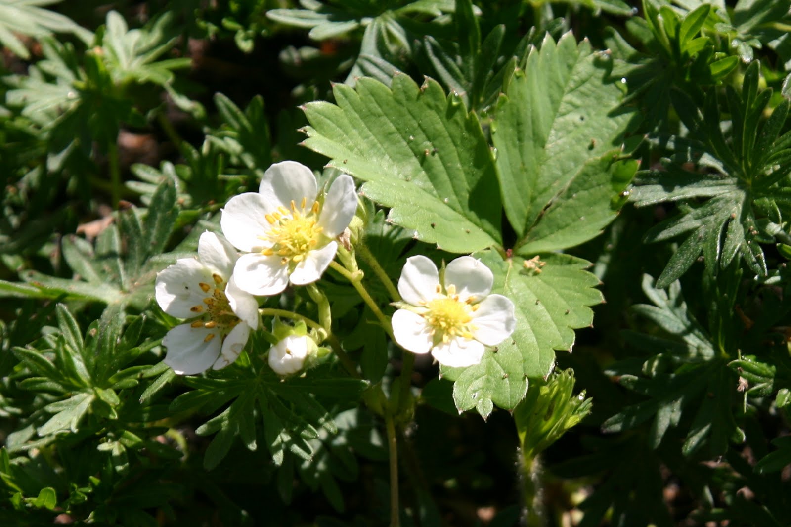 Plumeria Pudica White Flower With Yellow Center
