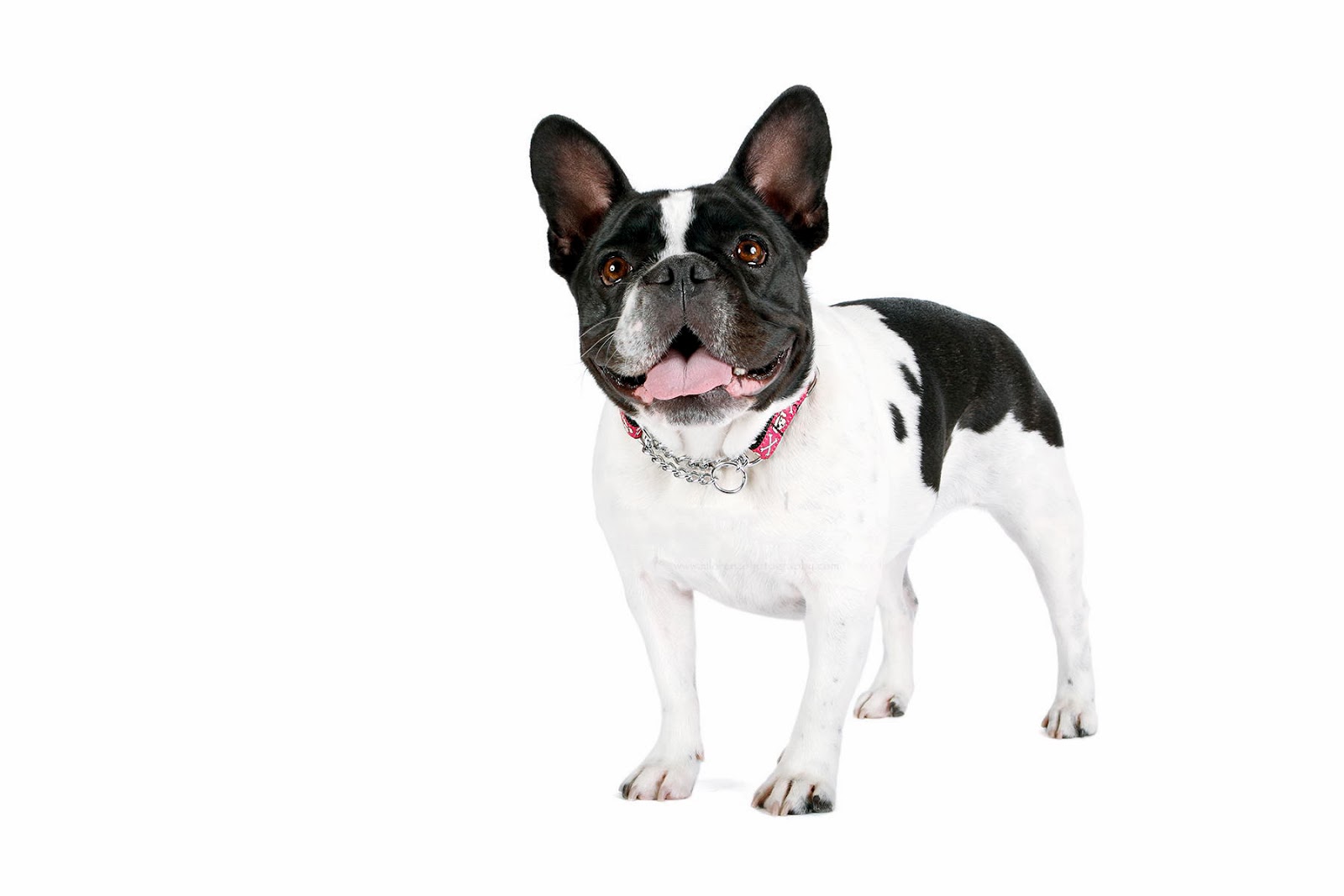 Banco de Imágenes Gratis 24 fotografías