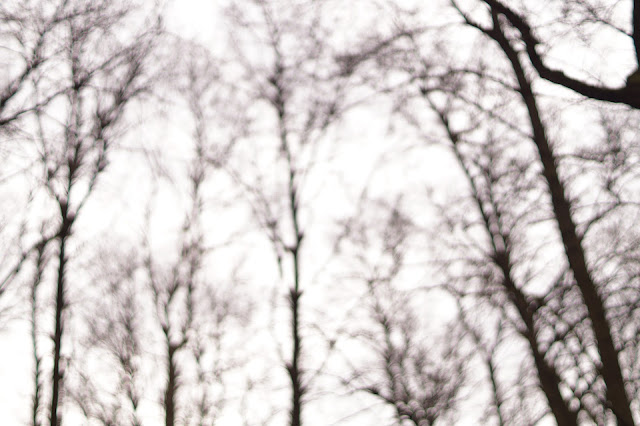 blurry trees