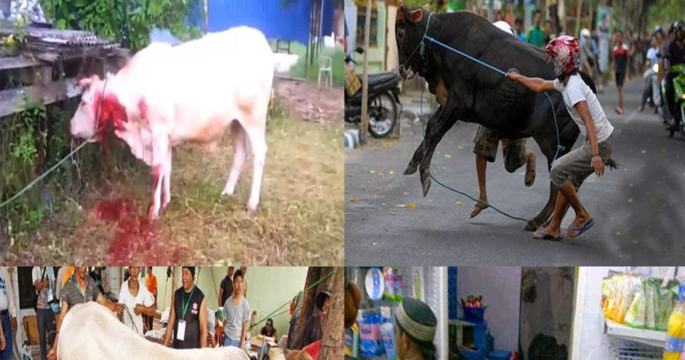 55+ Gambar Kolase Hewan Kurban, Paling Gokil!